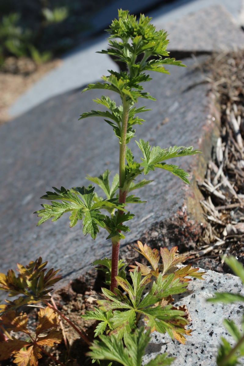 Изображение особи Potentilla intermedia.