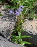 Lactuca sibirica. Цветущее растение. Красноярский край, Туруханский р-н, г. Игарка, между бетонных плит, у дороги. 28.07.2023.