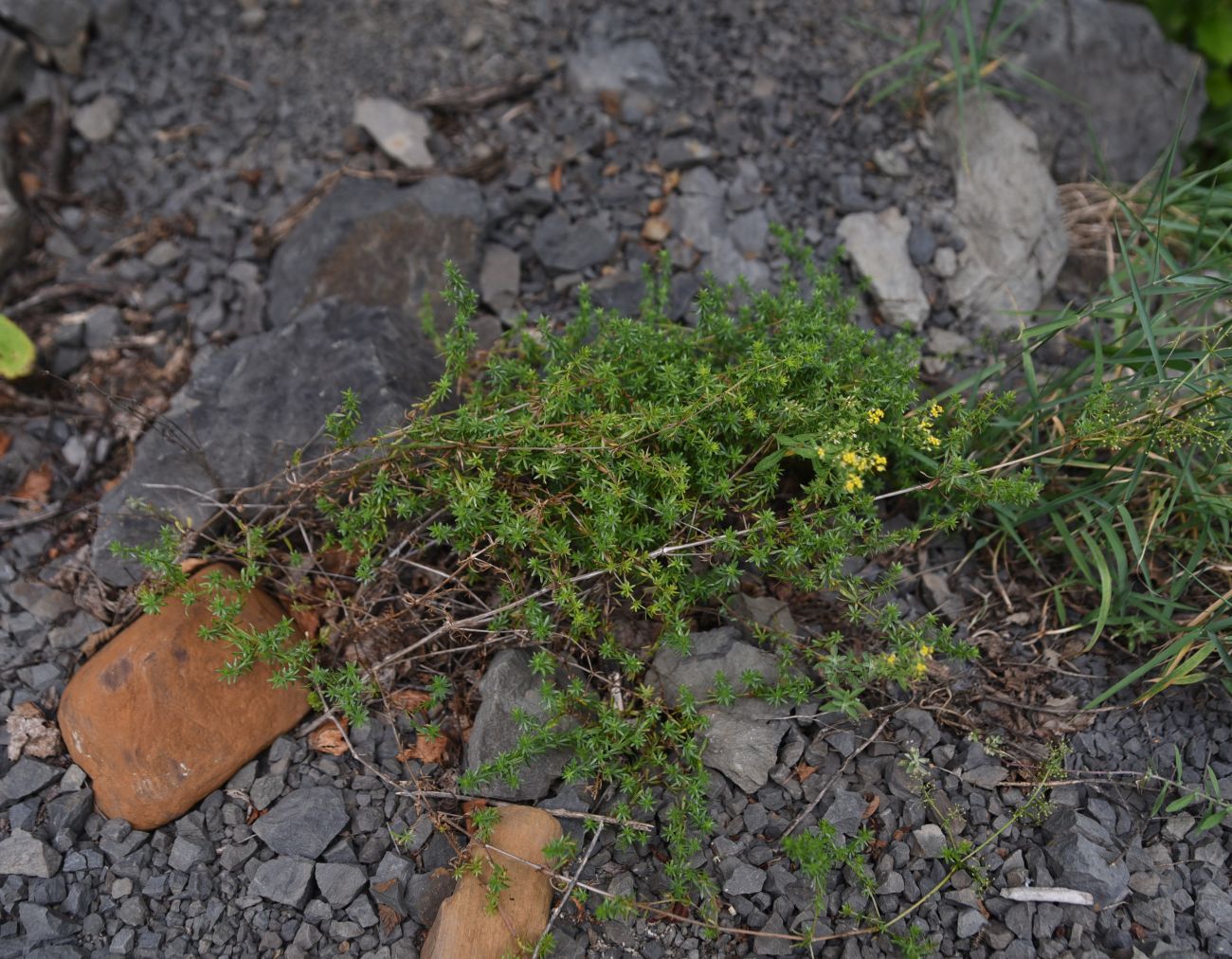 Image of familia Rubiaceae specimen.