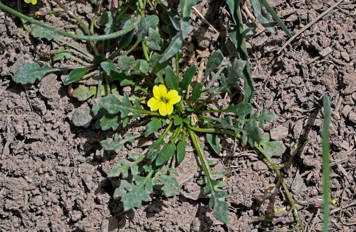 Image of Chorispora macropoda specimen.