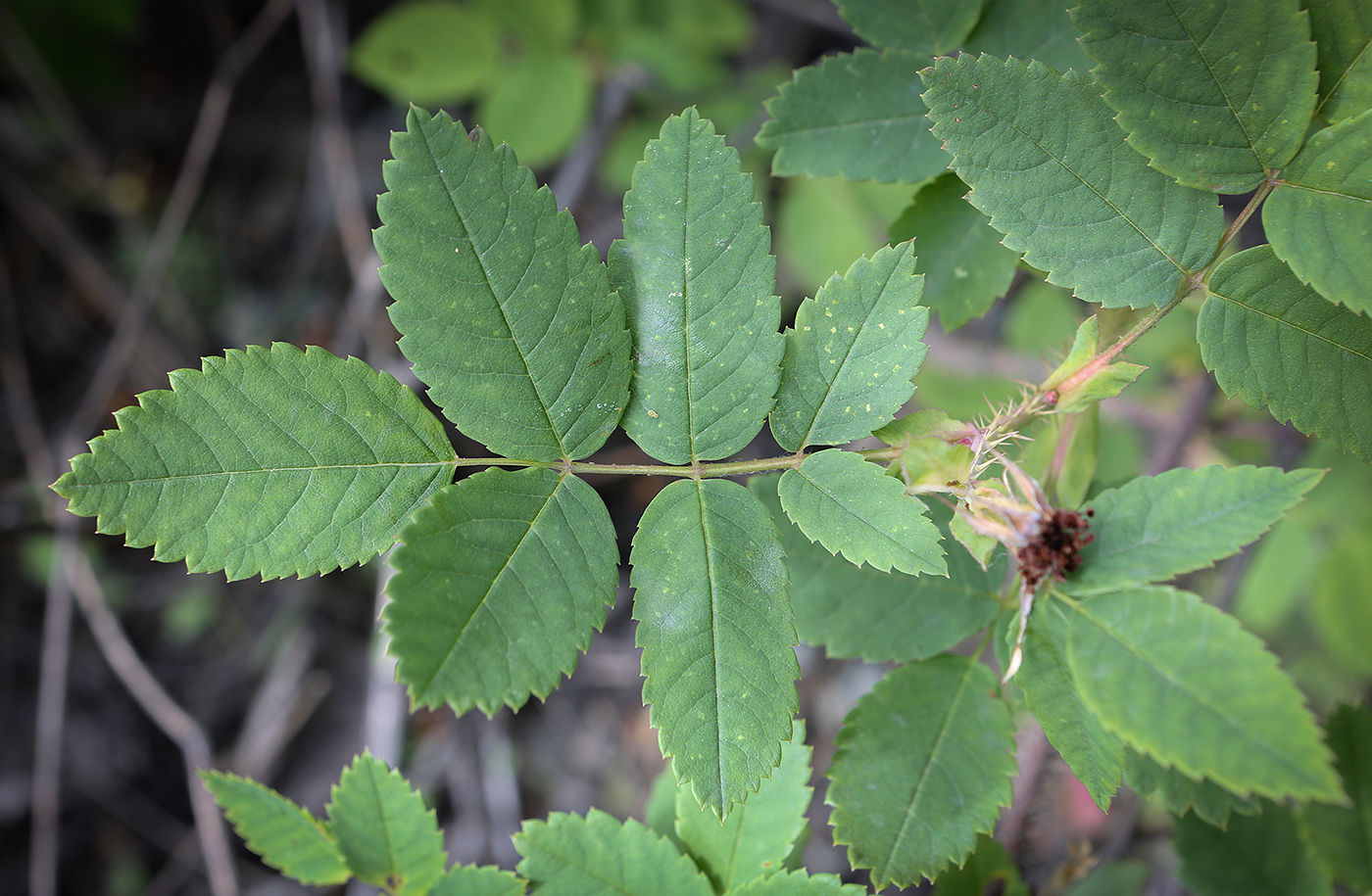 Image of Rosa acicularis specimen.