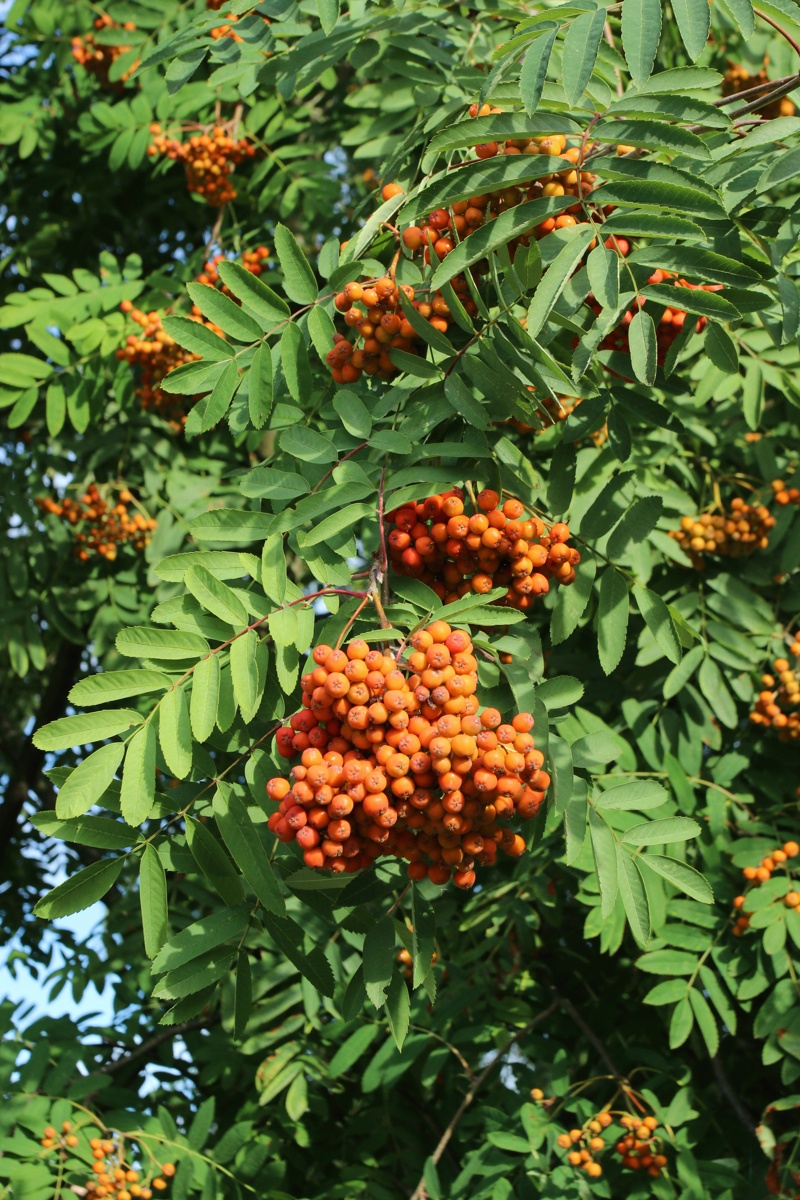 Image of Sorbus aucuparia specimen.