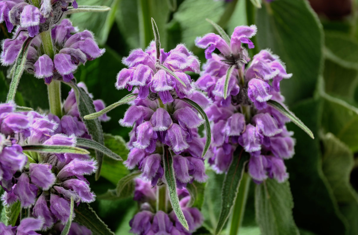 Image of Phlomoides oreophila specimen.