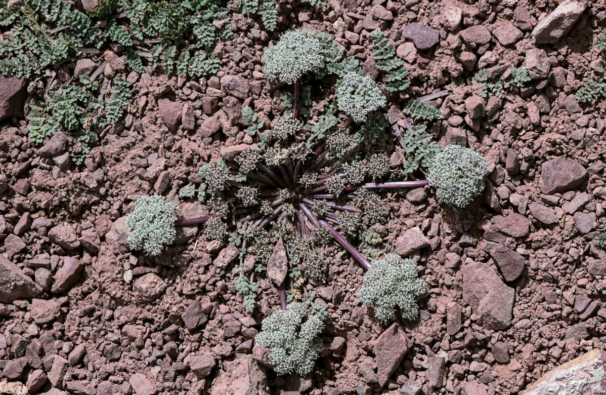 Image of Dimorphosciadium gayoides specimen.