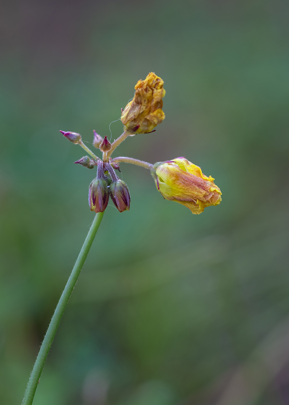 Изображение особи Oxalis pes-caprae f. pleniflora.