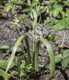 Gagea lutea. Плодоносящие растения (2 экз.). Московская обл., Сергиево-Посадский р-н, окр. пос. Абрамцево, опушка елово-широколиственного леса. 4 мая 2024 г.