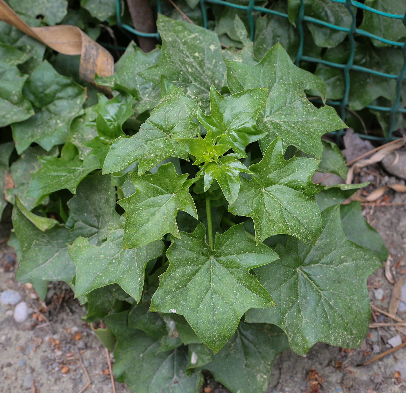 Image of Delairea odorata specimen.