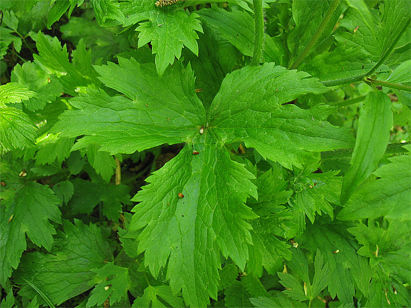 Изображение особи Ranunculus lanuginosus.