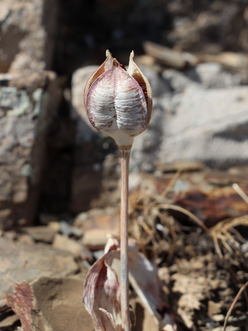 Изображение особи Tulipa korolkowii.