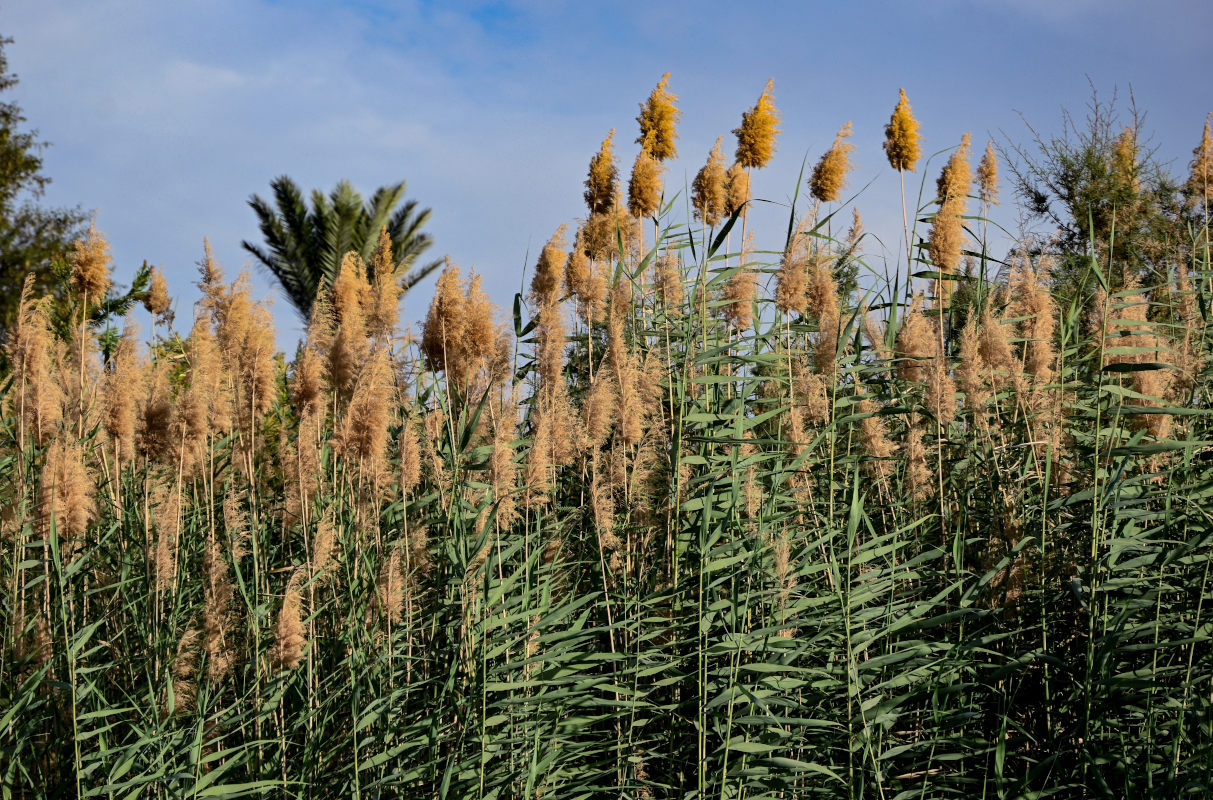 Изображение особи Phragmites australis.