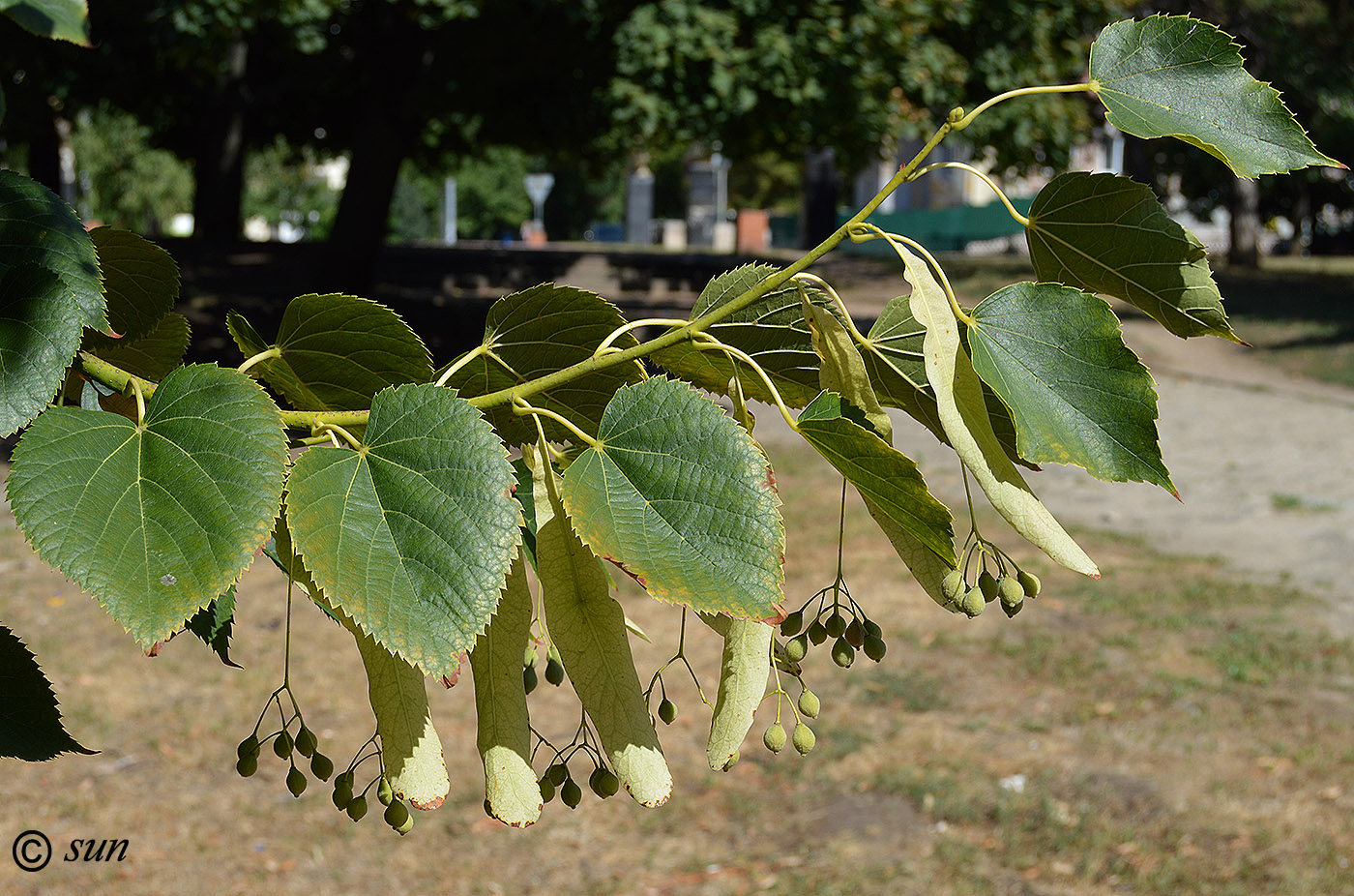 Image of Tilia cordifolia specimen.