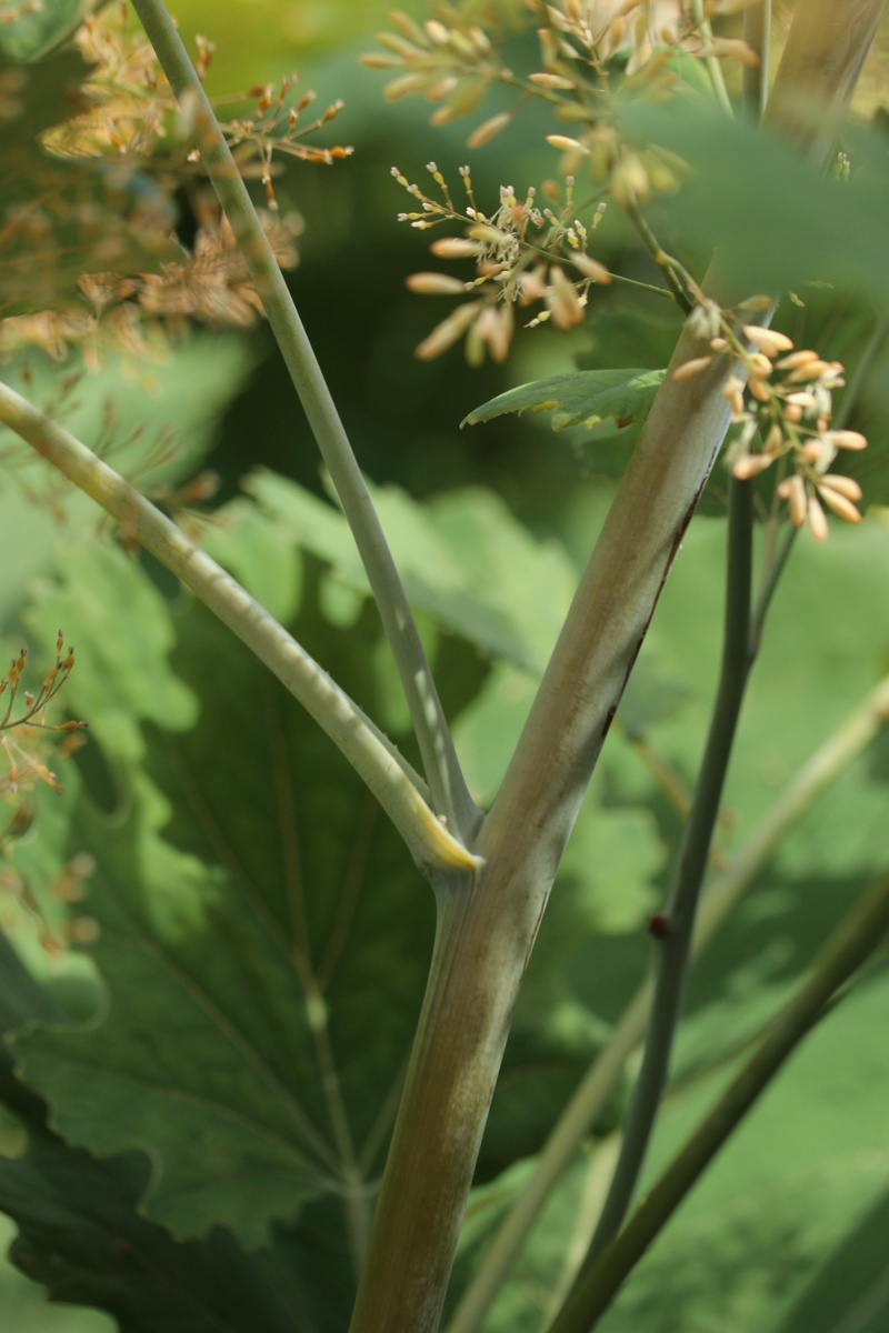 Image of Macleaya cordata specimen.