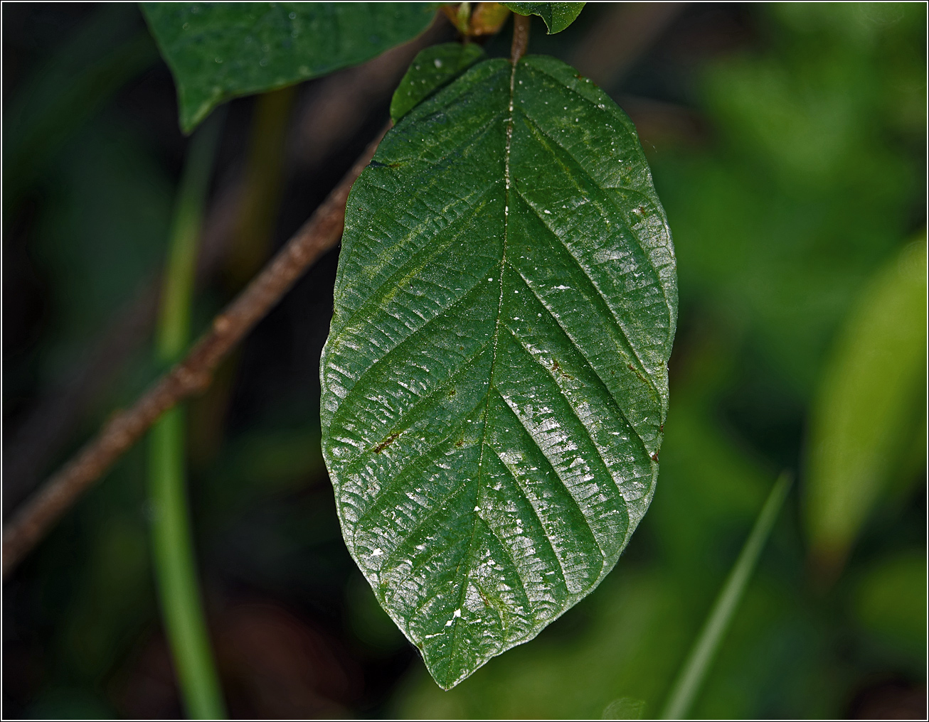 Image of Frangula alnus specimen.