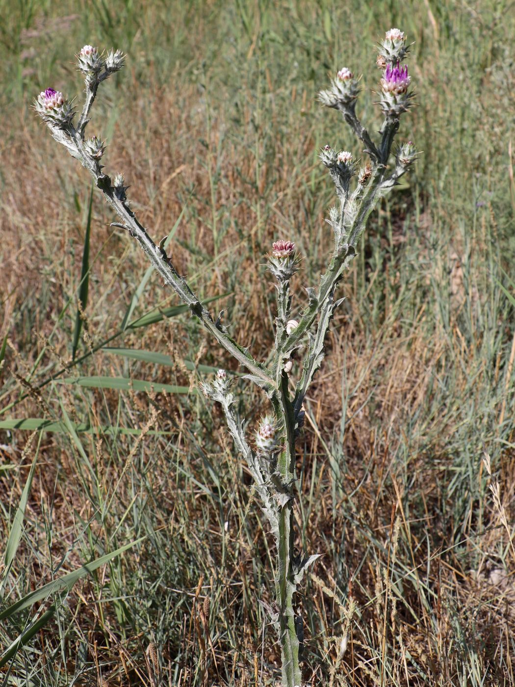 Image of Cousinia platylepis specimen.