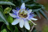 Passiflora caerulea. Цветок. Грузия, Аджария, Батумский ботанический сад, в культуре. 16.06.2023.