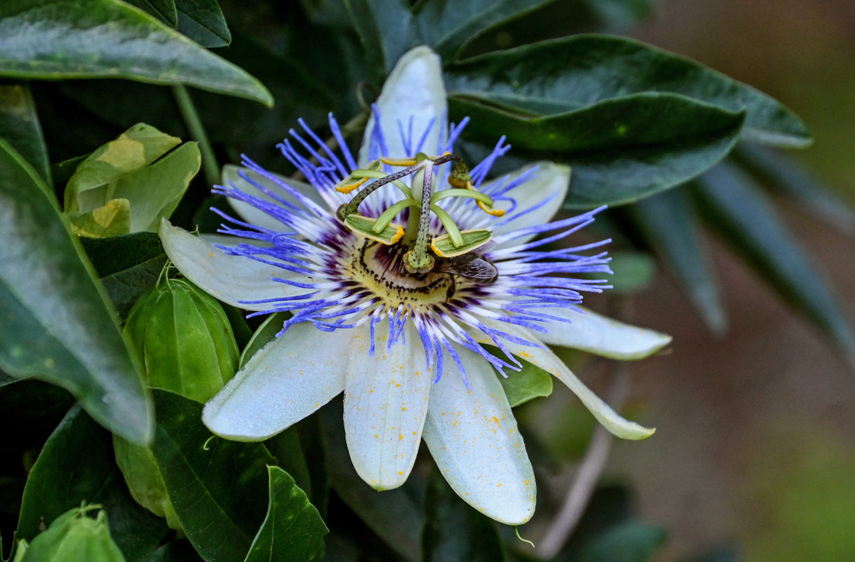 Изображение особи Passiflora caerulea.