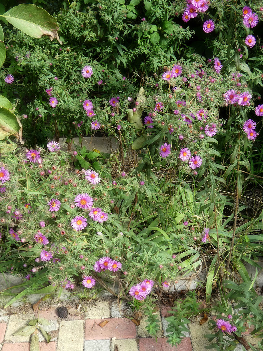 Image of genus Symphyotrichum specimen.