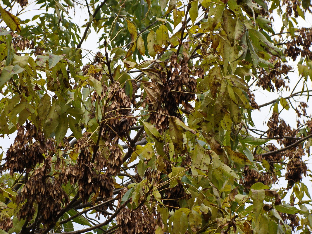 Image of Fraxinus mandshurica specimen.