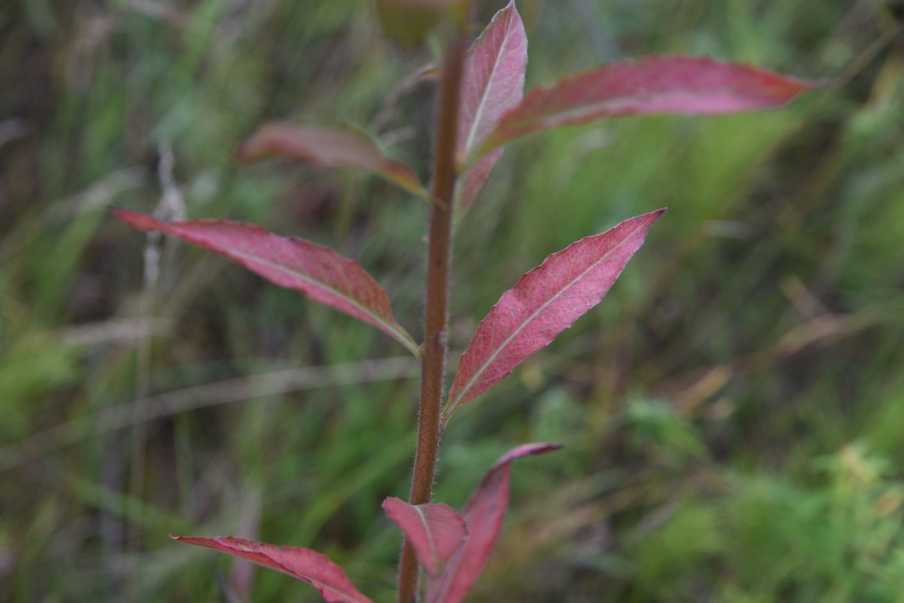 Image of genus Oenothera specimen.