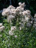 Cirsium setosum