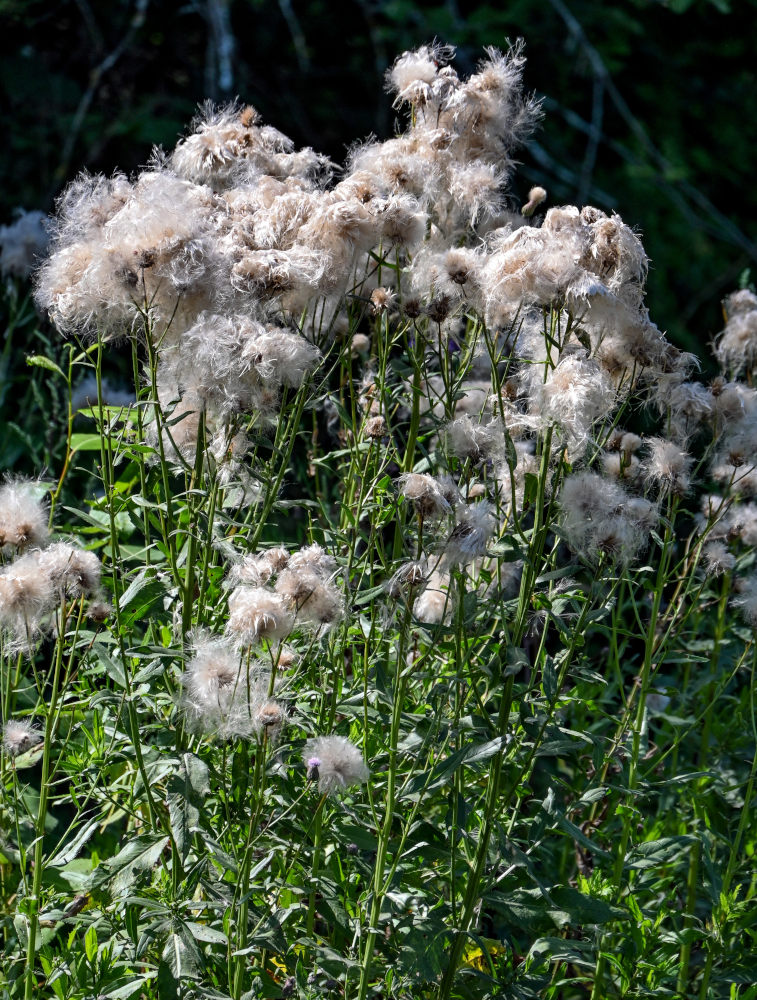 Image of Cirsium arvense specimen.