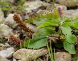 Plantago uliginosa. Часть плодоносящего растения. Башкортостан, Дуванский р-н, Заимкинский сельсовет, дер. Усть-Аяз, долина р. Уфа, прибрежный галечник. 20 августа 2023 г.