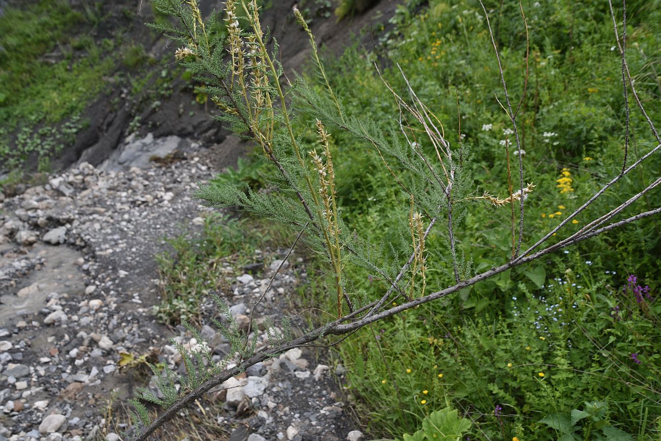 Image of Myricaria bracteata specimen.