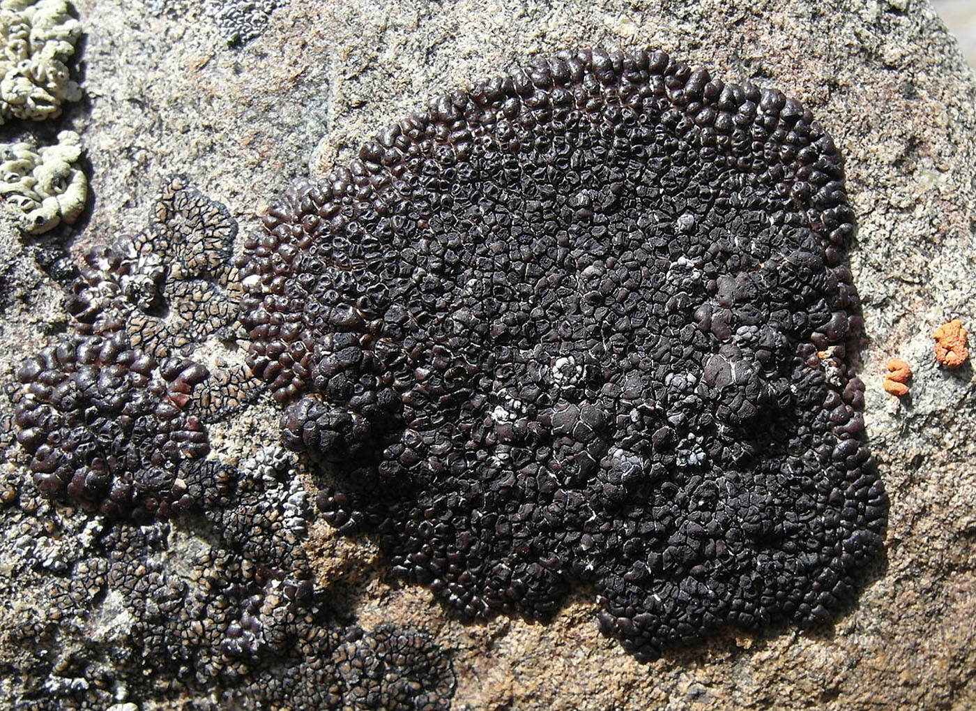 Image of Acarospora picea specimen.