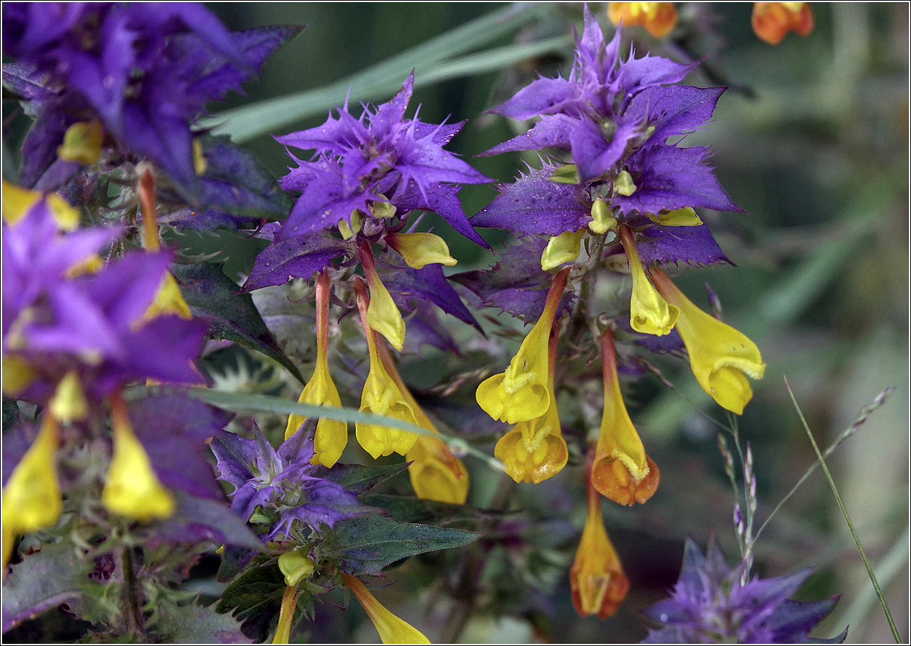 Image of Melampyrum nemorosum specimen.