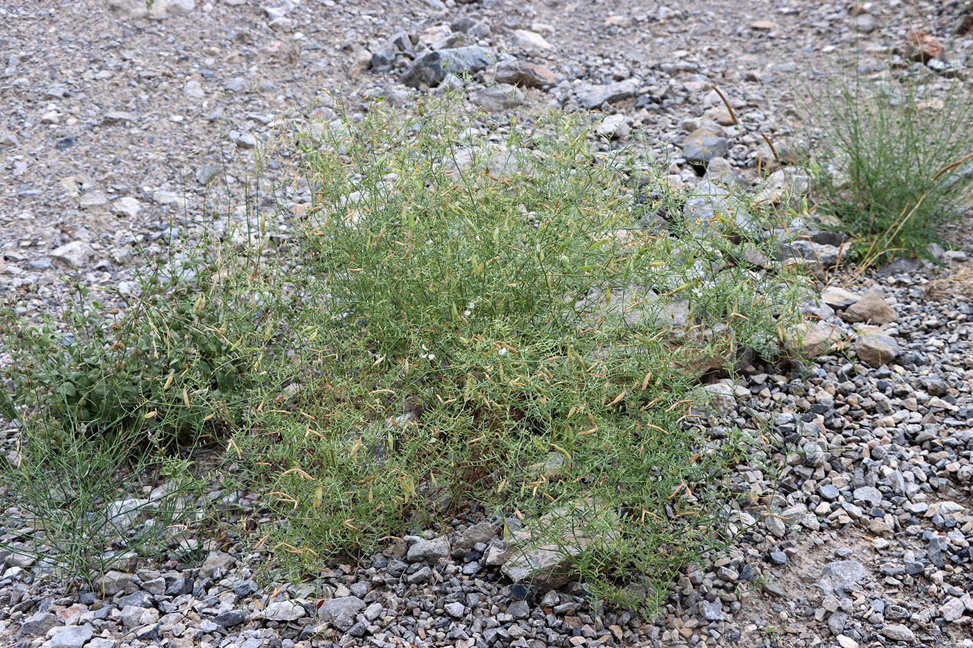 Изображение особи Vicia tetrasperma.