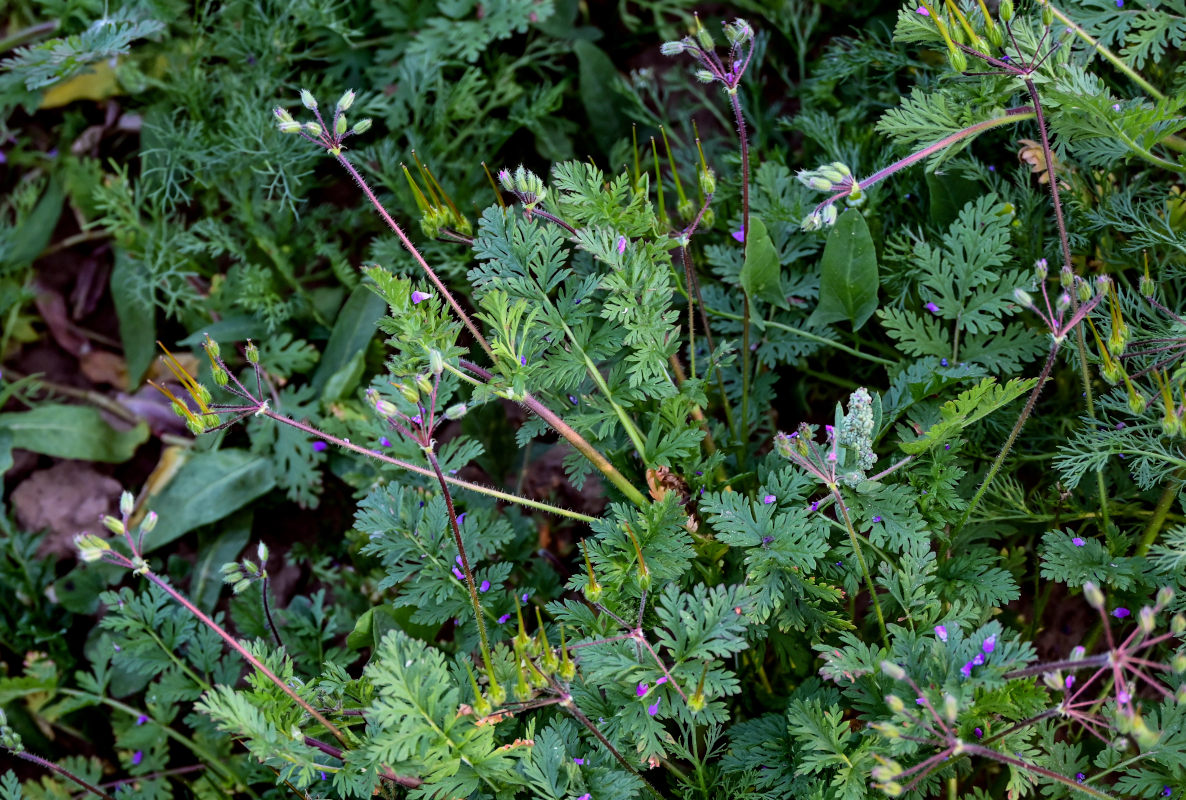 Image of Erodium cicutarium specimen.