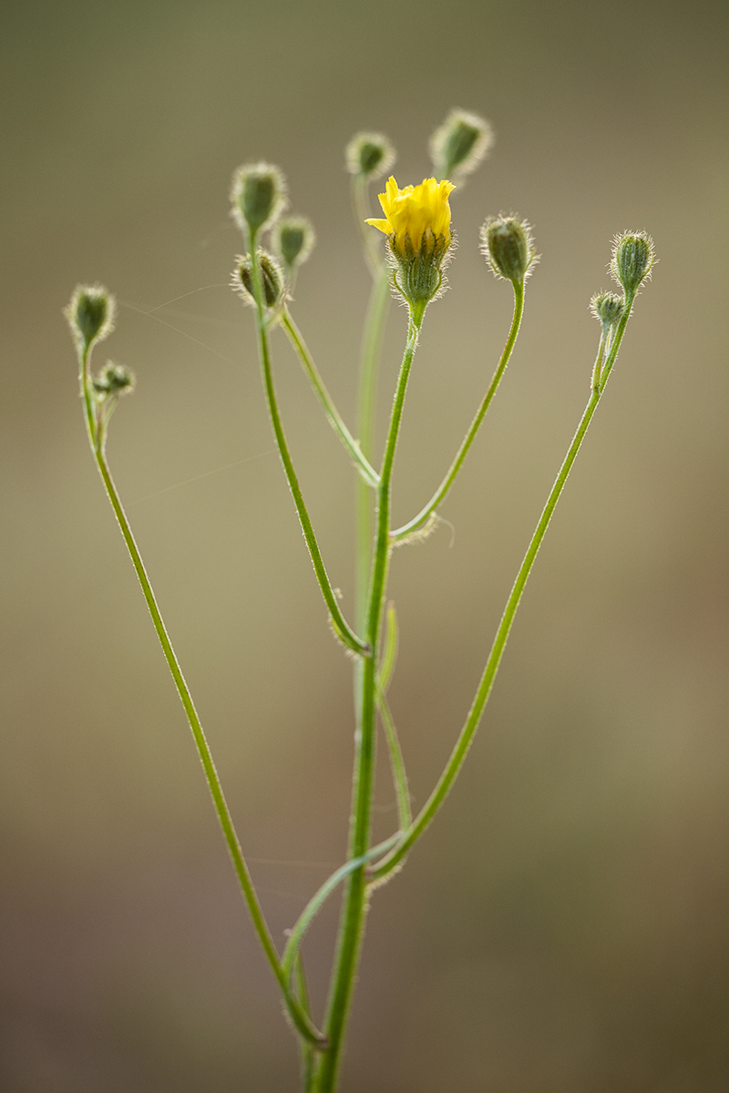 Изображение особи Crepis tectorum.