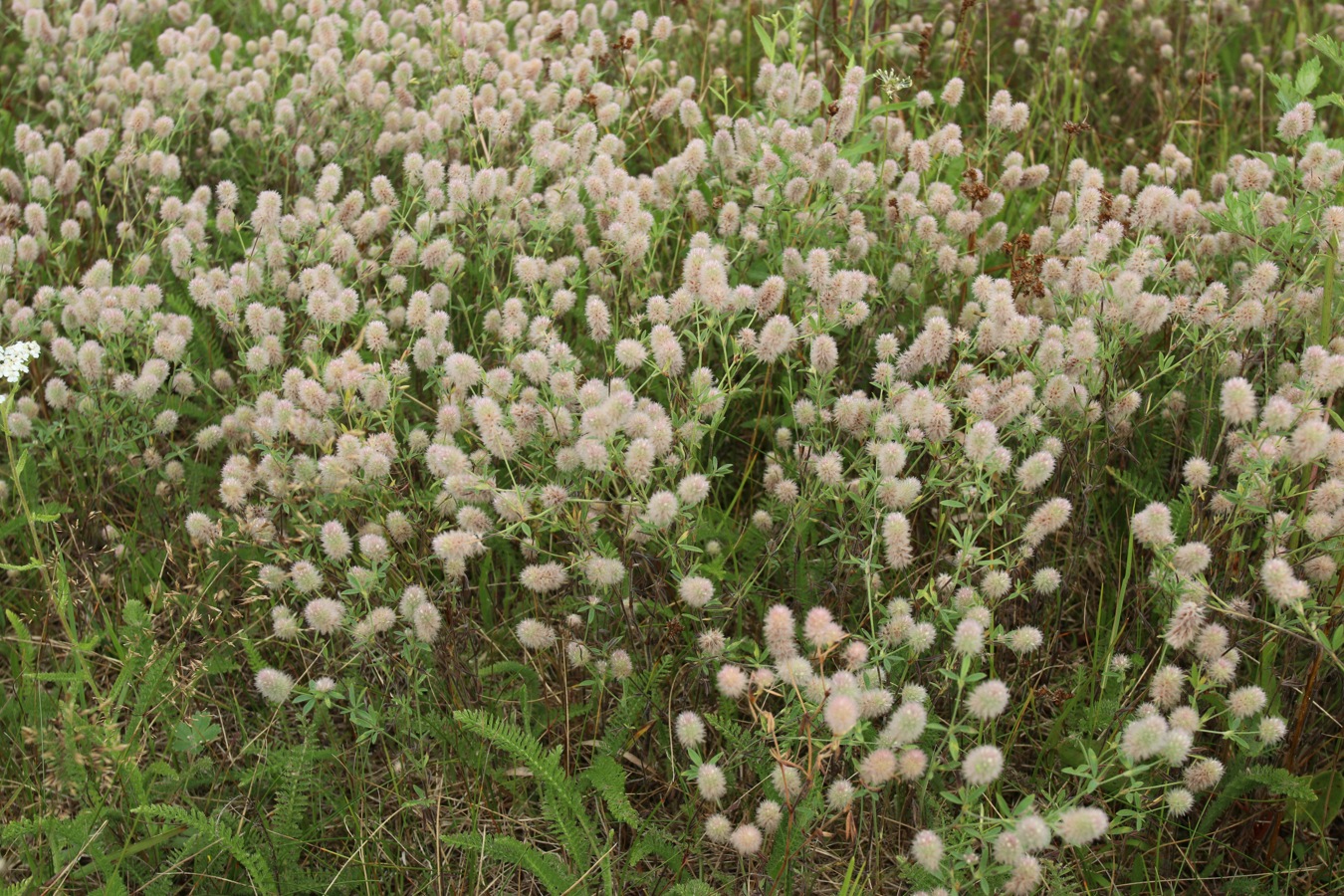 Изображение особи Trifolium arvense.