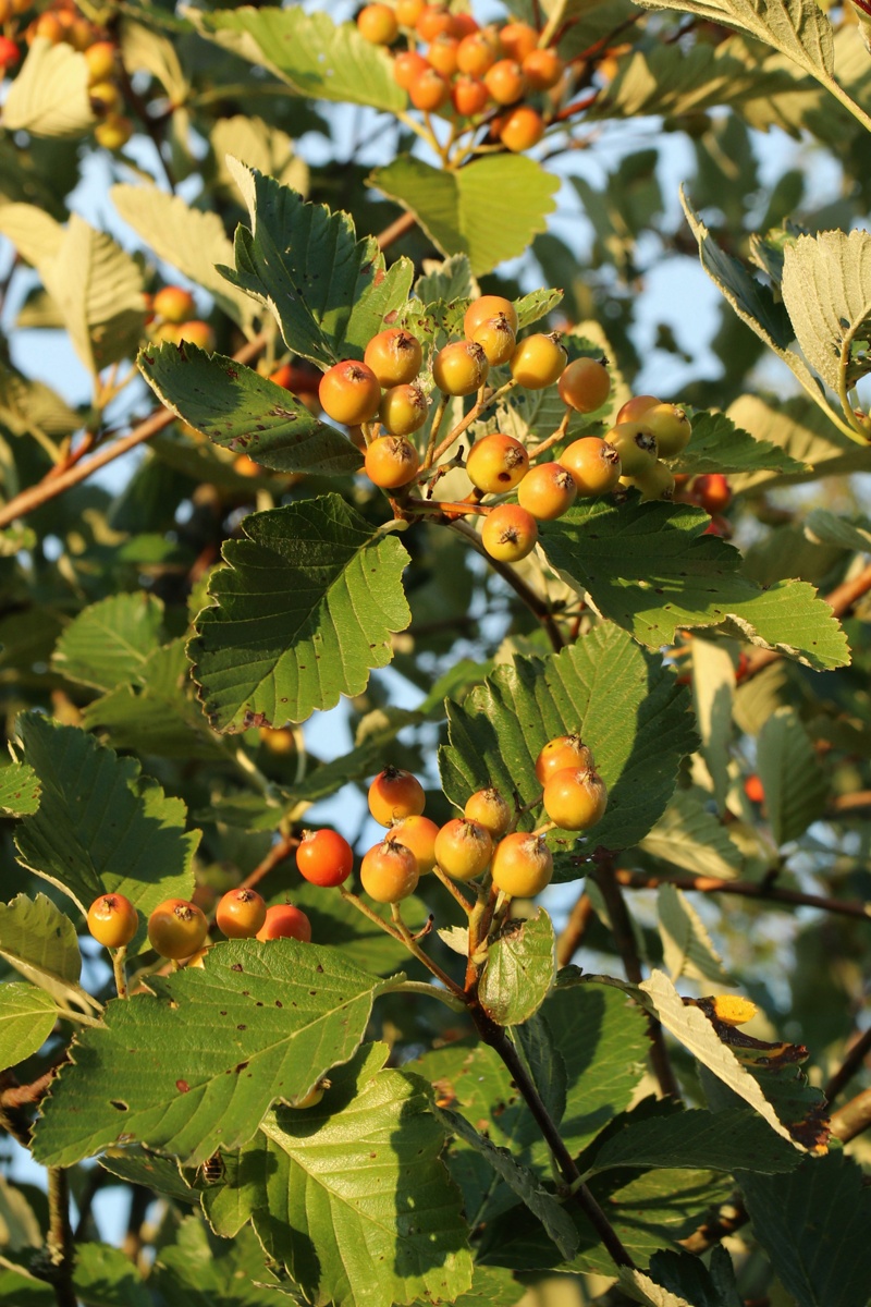 Image of genus Sorbus specimen.