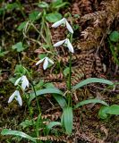 Galanthus woronowii
