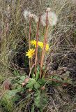 Taraxacum serotinum. Цветущее и плодоносящее растение. Ульяновская обл., Мелекесский р-н, верховье сезонной р. Сух. Авраль, остепнённый луг с участками засоления. 16.09.2023.