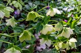 View full-size image Helleborus caucasicus