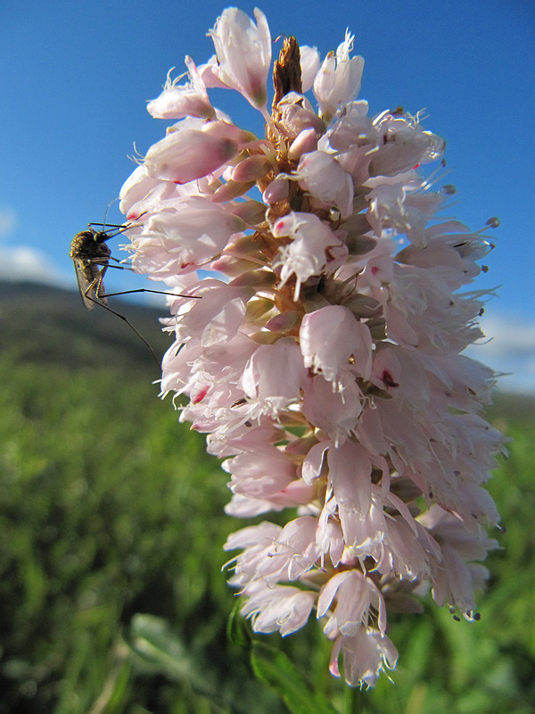 Изображение особи Bistorta officinalis.