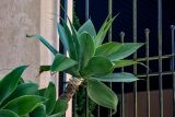 View full-size image Agave attenuata