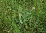 View full-size image Melandrium latifolium