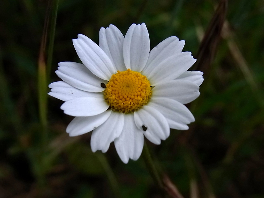 Изображение особи Anthemis arvensis.