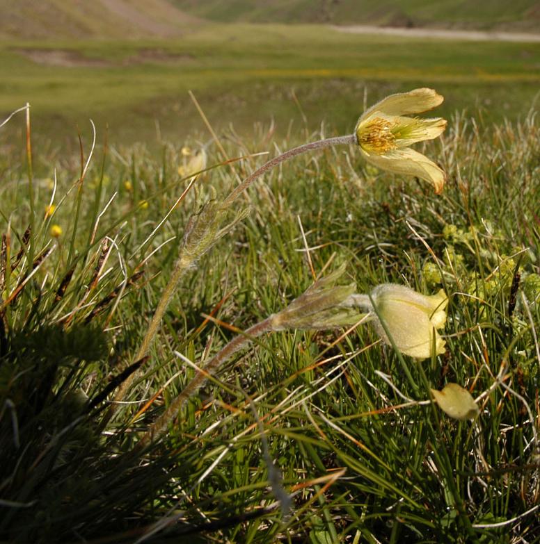 Изображение особи Pulsatilla albana.