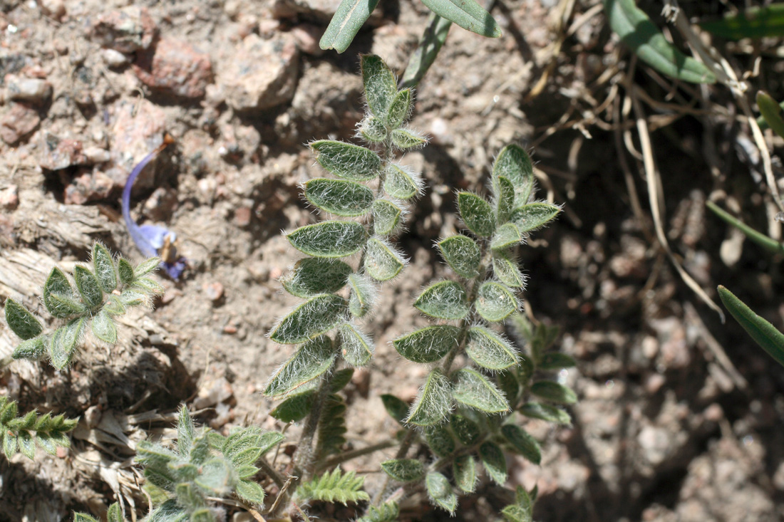 Изображение особи Oxytropis submutica.