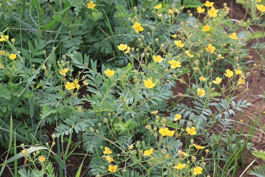 Image of Potentilla bifurca specimen.