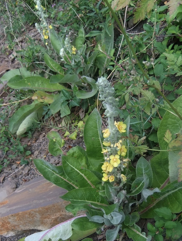 Image of Verbascum gnaphalodes specimen.