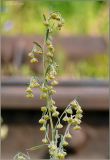 Artemisia sieversiana. Верхушка цветущего растения. Чувашия, г. Шумерля. 14 августа 2011 г.