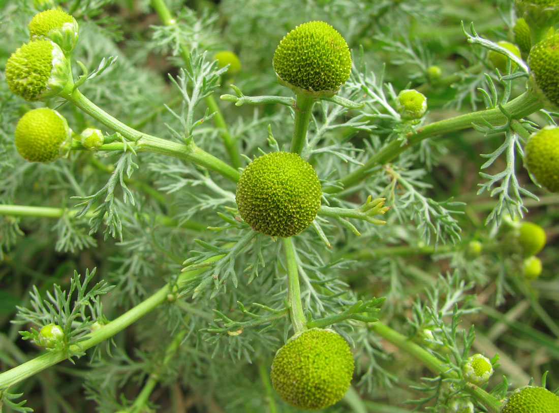 Image of Matricaria discoidea specimen.