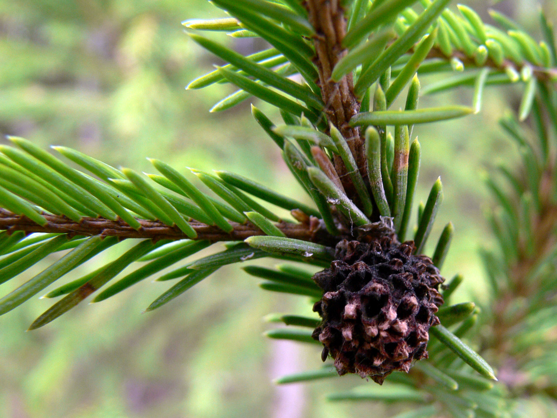 Изображение особи Picea obovata.