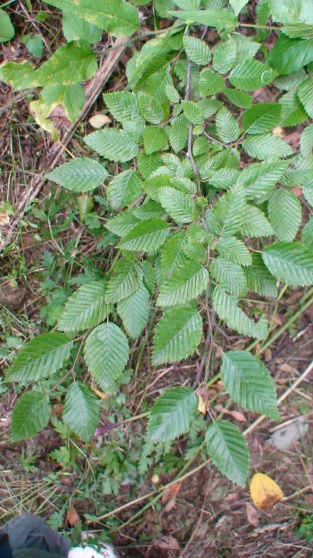 Изображение особи Carpinus betulus.