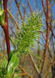 Salix × tetrapla. Соцветие. Окр. Архангельска, 23.05.2011.